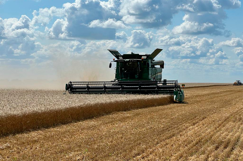 «СовЭкон» снизил прогноз сбора пшеницы в России в 2024 году на 1 млн тонн