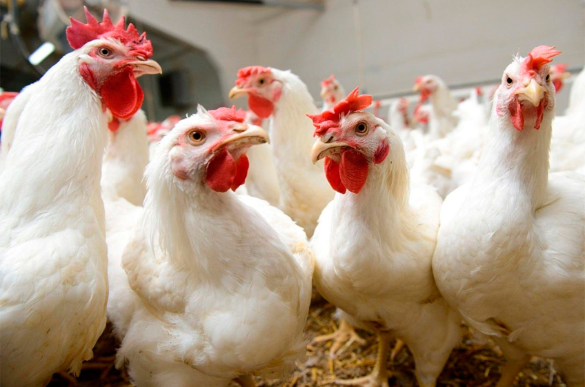 Росстат: в России снижаются цены на яйца, сокращается их производство и поголовье кур