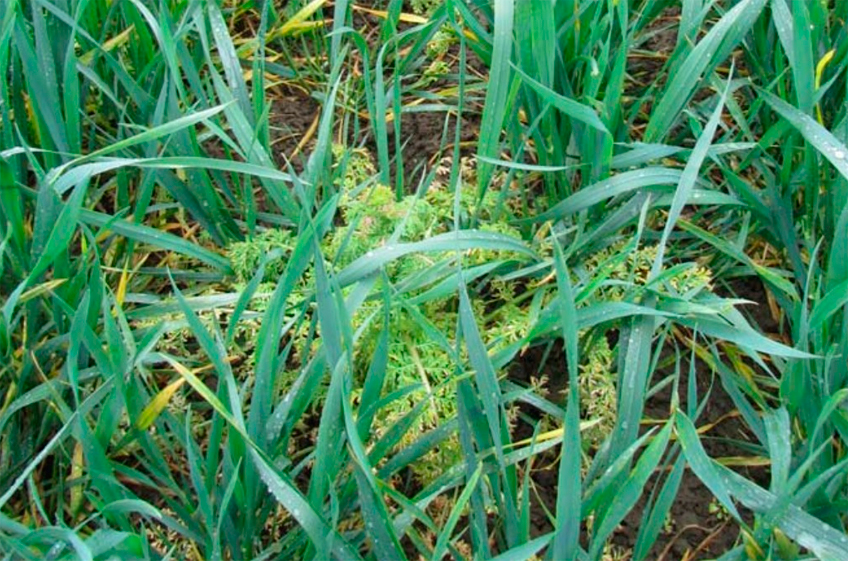 В России зарегистрирован новый гербицид для борьбы с однолетними сорняками на зерновых