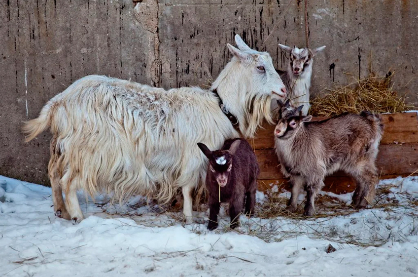 5 советов по содержанию коз зимой