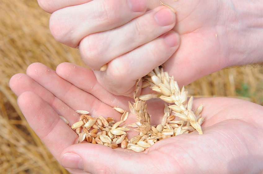 В России нашли способ извлечения зерна на ранней стадии спелости