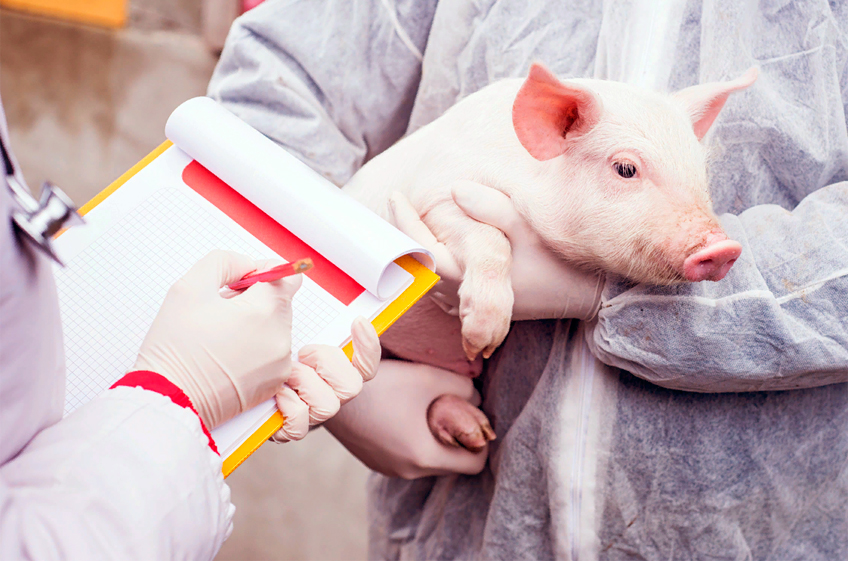 Rabobank прогнозирует снижение роста мирового свиноводства в 2022 году