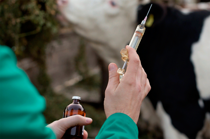 Использование антибиотиков в животноводстве Великобритании снизилось вдвое