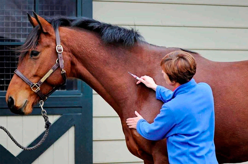 FDA одобрило первый инъекционный препарат для лечения остеоартрита у лошадей