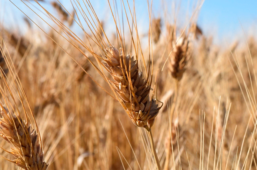 Минсельхоз РФ рассчитывает, что в 2022 году в России будут увеличены площади под твердую пшеницу