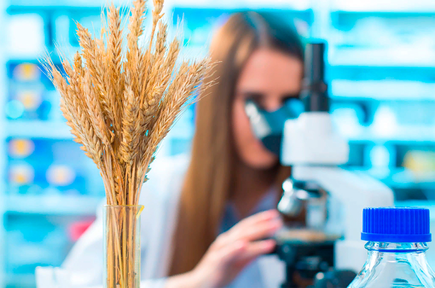 Российские учёные предложили новый способ контроля качества пшеницы