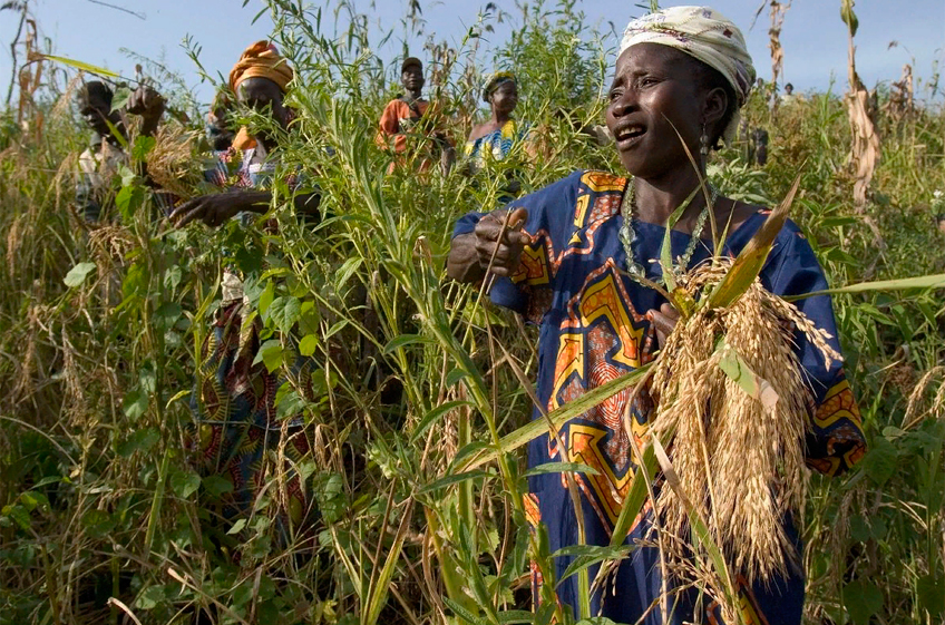 Африканский рис сделали стойким ко всем вариациям бактериального ожога листьев