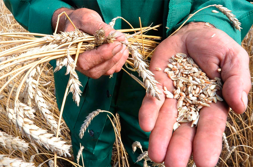 Россельхознадзор предложил ввести аттестацию производителей зерна для экспорта