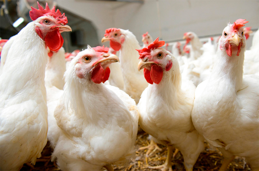 В России сокращается производство яиц, поголовье птицы и КРС