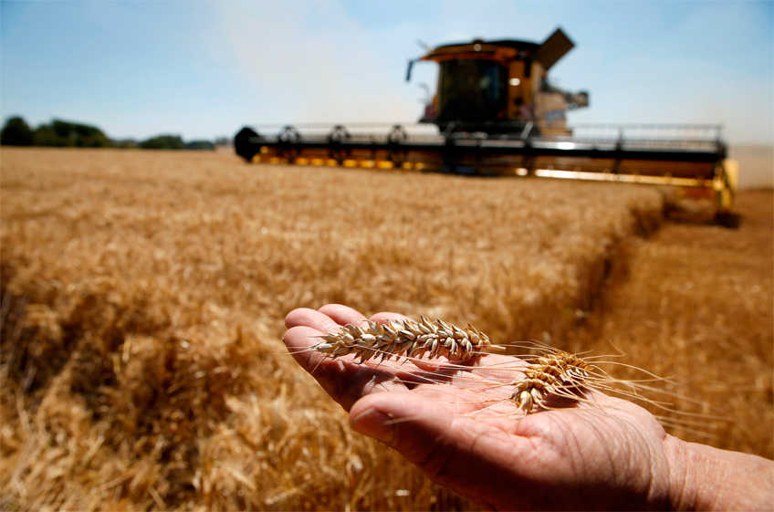 «Русагротранс»: экспортные цены на российскую пшеницу растут третью неделю подряд