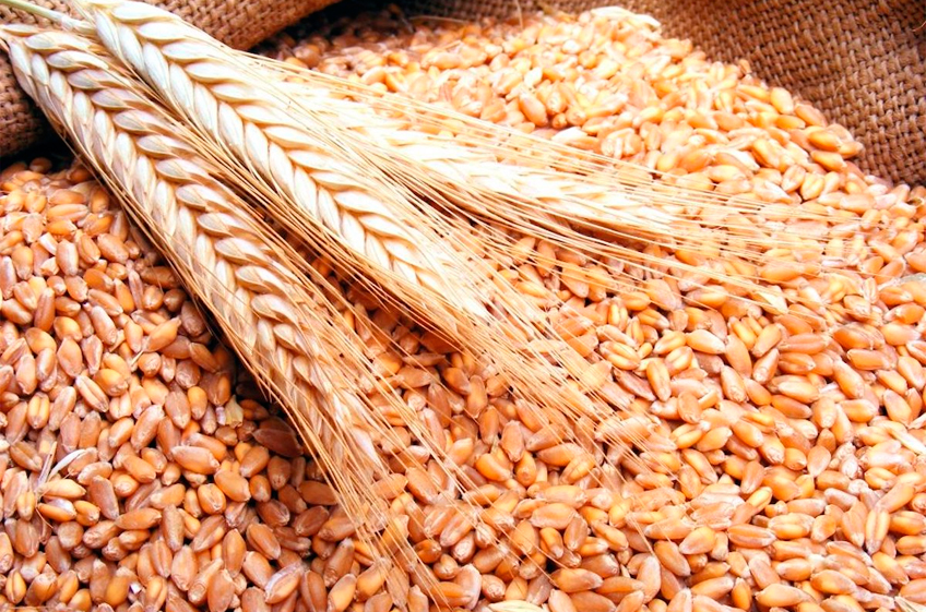 ИКАР повысил прогноз экспорта пшеницы из России в текущем сезоне до 53 млн тонн