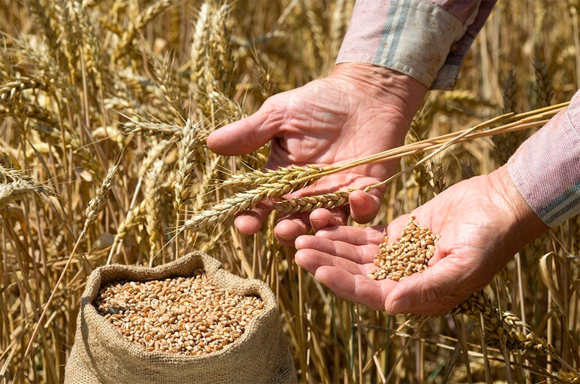 Закупки зерна в российский госфонд снизились до 12 тыс. тонн