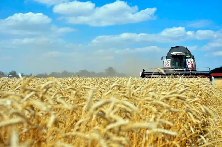 Росстат увеличил оценку урожая зерна в 2023 году: собрано 144,9 млн тонн