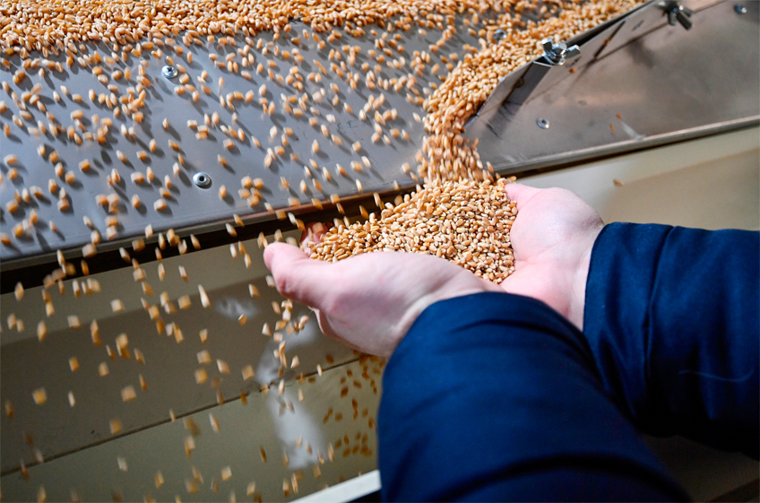 Россельхознадзор считает необходимым перераспределение квоты между экспортерами зерна