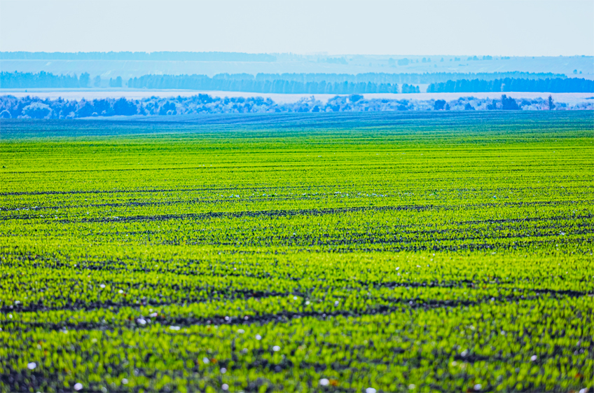 «СовЭкон» повысил прогноз сбора российской пшеницы в 2024 году, но погодные риски  растут